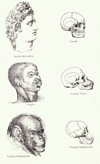 File:Races and skulls.png
